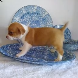 regalo di cuccioli di chihuahua