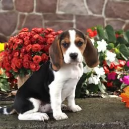 regalo di cuccioli di beagle