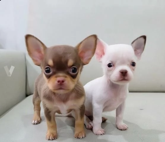 cucciolo di chihuahua toy 