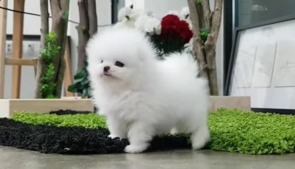  cuccioli pomeranian in adozione gratis