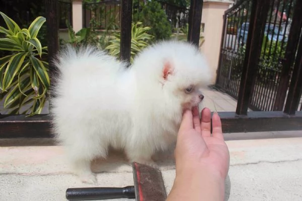  cuccioli pomeranian in adozione gratis | Foto 1