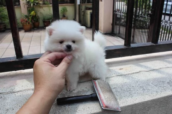  cuccioli pomeranian in adozione gratis | Foto 0