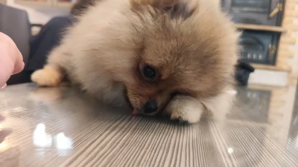 3 Spitz tedesco nano con Pedigree Enci | Foto 3