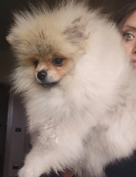 3 Spitz tedesco nano con Pedigree Enci