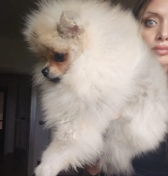 3 Spitz tedesco nano con Pedigree Enci | Foto 2