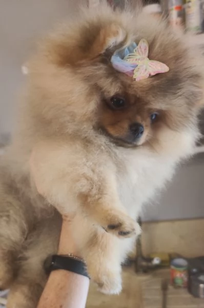 3 Spitz tedesco nano con Pedigree Enci | Foto 1