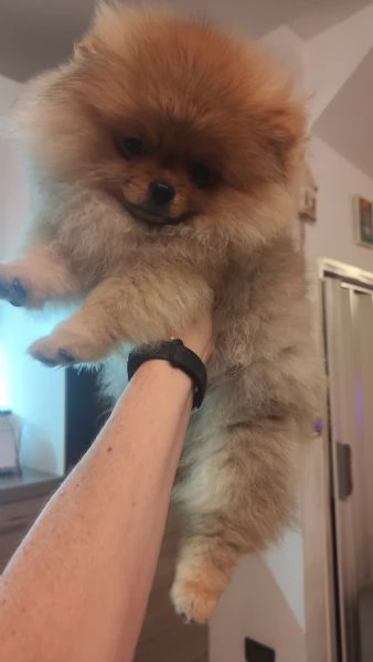 3 Spitz tedesco nano con Pedigree Enci | Foto 0