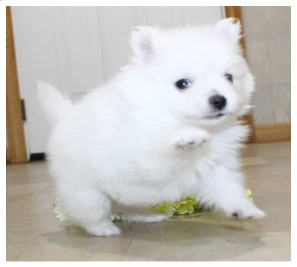  pomerania maschi e femmine, vaccinati 100euro