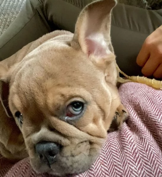 regalo   bulldog inglese