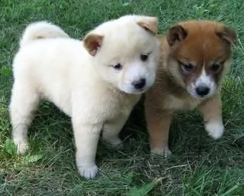 email : ameliajefferson80[at]gmail[.com] adorabili cuccioli di shiba-inu femminucce e maschietti disponib