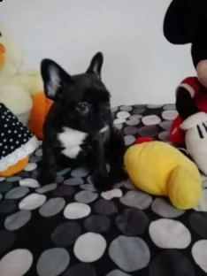 bellissimi cuccioli di boulldog francese