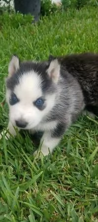huskie siberiano di 13 settimane