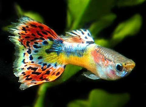 pesci tropicali acqua dolce guppy per acquario | Foto 1