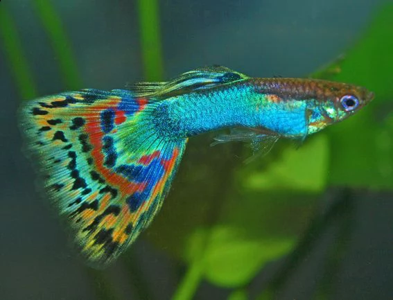pesci tropicali acqua dolce guppy per acquario | Foto 0