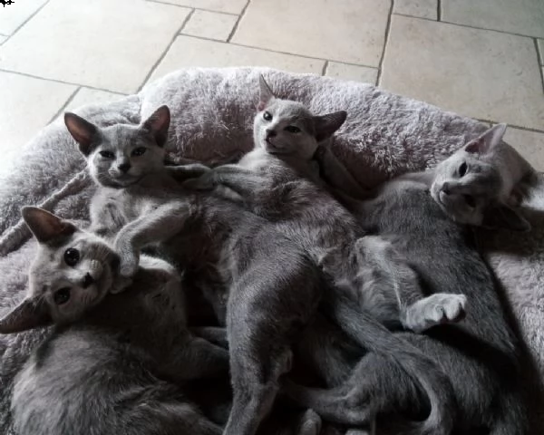 5 cuccioli  blu di russia