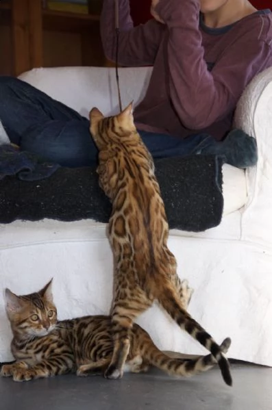 disponibile bengala cucciolo