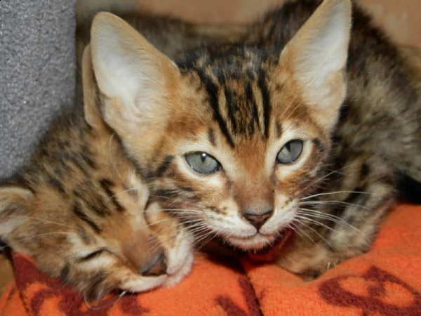 cuccioli di bengala maschi e femmine