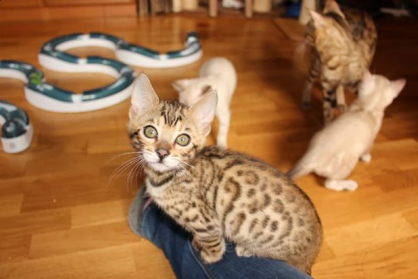 cuccioli di bengala maschi e femmine | Foto 1