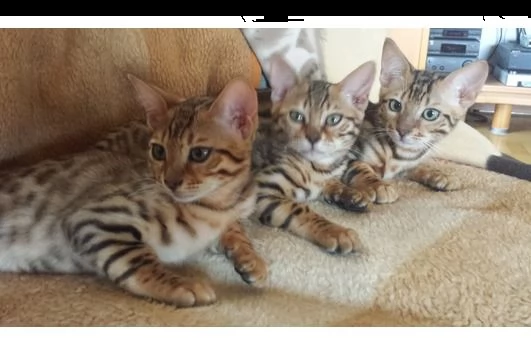 cuccioli di bengala maschi e femmine | Foto 0