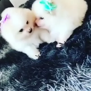 incredibili e carini cuccioli pormerini in adozione | Foto 1