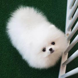 incredibili e carini cuccioli pormerini in adozione | Foto 0