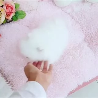 incredibili e carini cuccioli pormerini in adozione