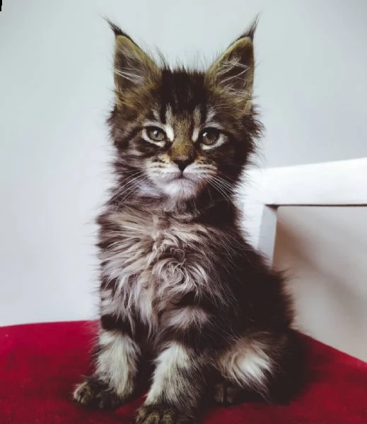 gattini maine coon | Foto 2