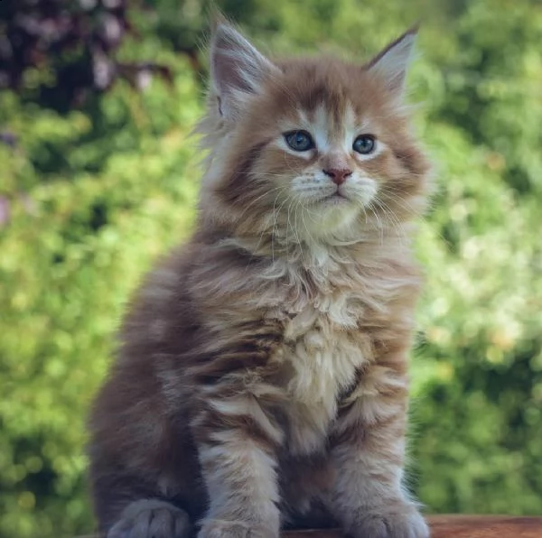 gattini maine coon | Foto 1