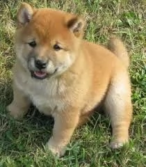 email : ameliajefferson80[at]gmail[.com] adorabili cuccioli di shiba-inu femminucce e maschietti disponib