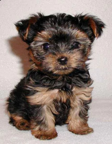 email : ameliajefferson80[at]gmail[.com] cuccioli adorabile di cuccioli di yorkshire terrier. ora disponi