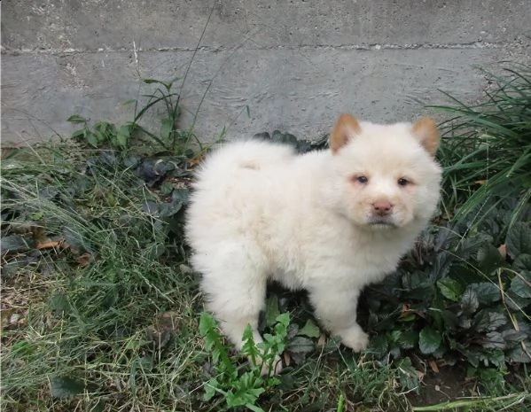 cuccioli di chow chow