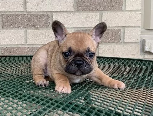 cuccioli di bulldog francese
