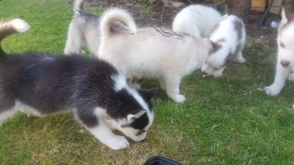 disponibili cuccioli di siberian husky maschi e femmine