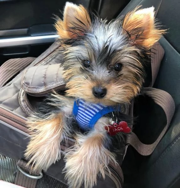 disponibile yorkie puppies