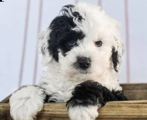 disponibili cuccioli di shih tzu maschi e femmine