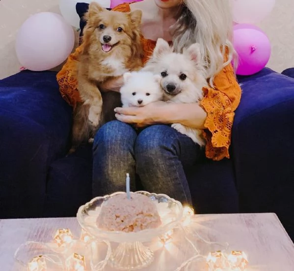 disponibili cuccioli maschi e pomerania