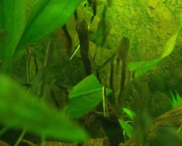 pterophyllum scalare scalari rio nanay f2