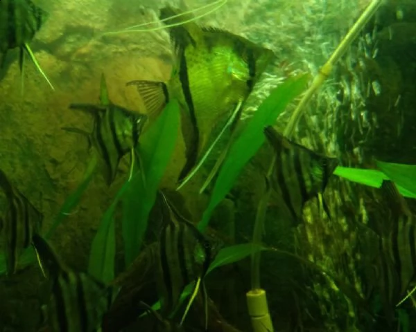 pterophyllum scalare scalari rio nanay f2 | Foto 0