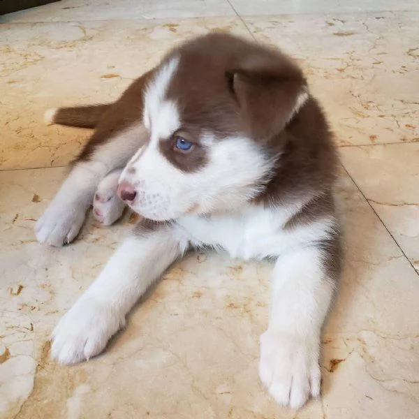 cuccioli di husky siberiano
