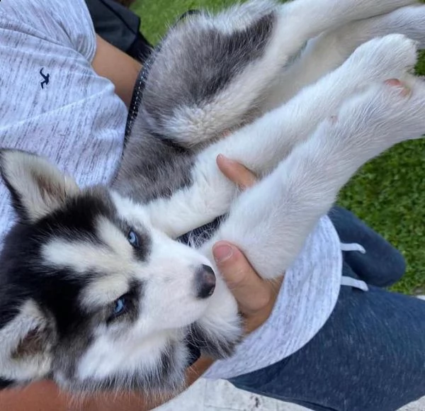 cuccioli di pura razza siberyan husky