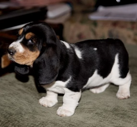regalo bellissimi cuccioli di basset hound