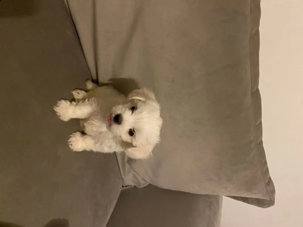 cucciolo di maltese toy maschio e femmina in vendita  | Foto 2