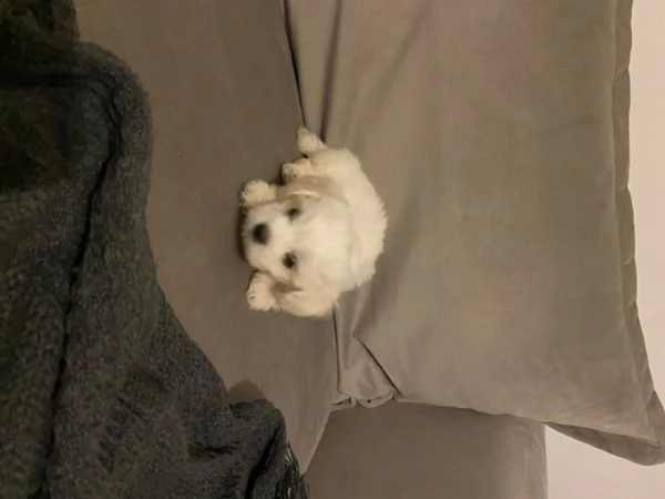 cucciolo di maltese toy maschio e femmina in vendita  | Foto 1