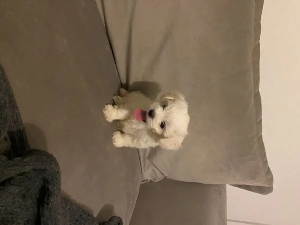 cucciolo di maltese toy maschio e femmina in vendita  | Foto 0