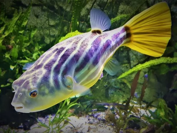 tetraodon lineatus | Foto 0