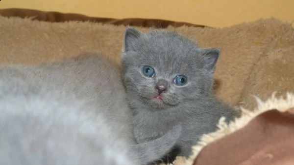 cuccioli di brtish shorthair | Foto 1