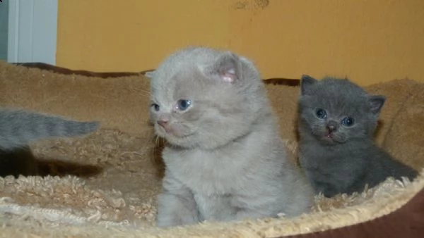 cuccioli di brtish shorthair | Foto 0