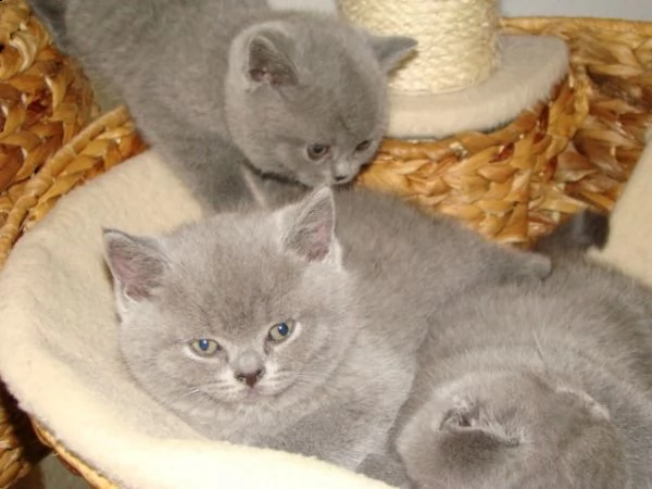sei cuccioli british shorthair neri | Foto 3