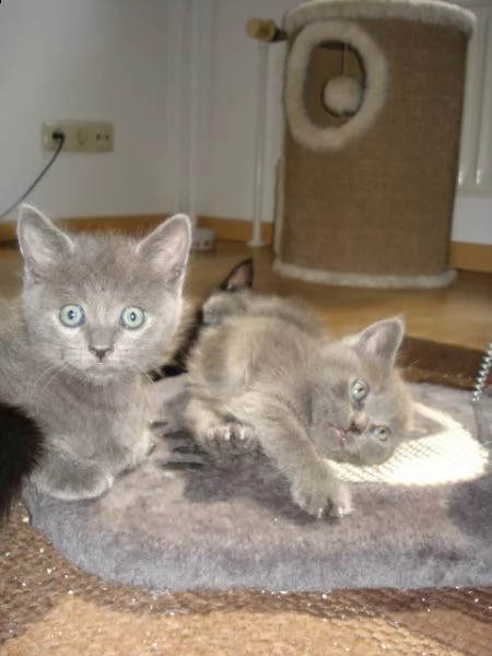 sei cuccioli british shorthair neri | Foto 2