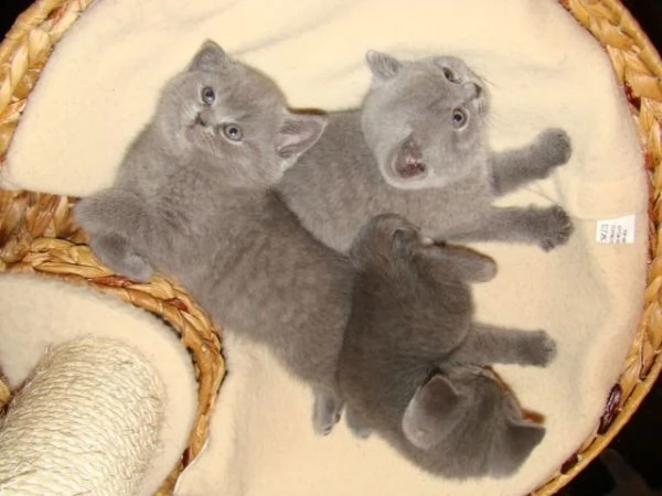 sei cuccioli british shorthair neri | Foto 1